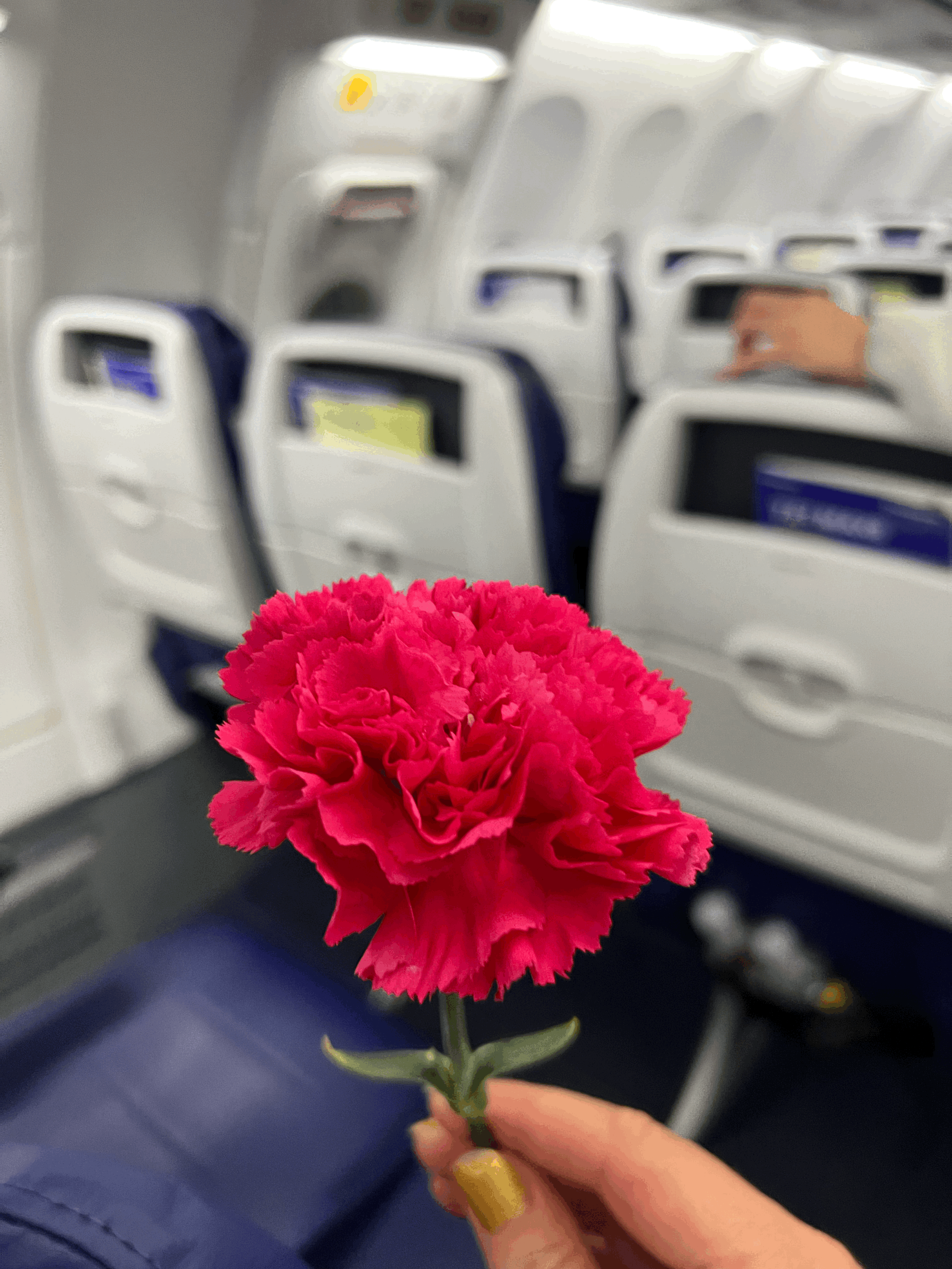 Leave Beauty in the World 
