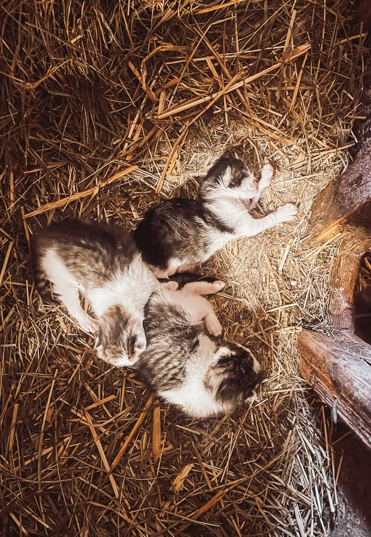 Drei Babykatzen liegen im Stroh