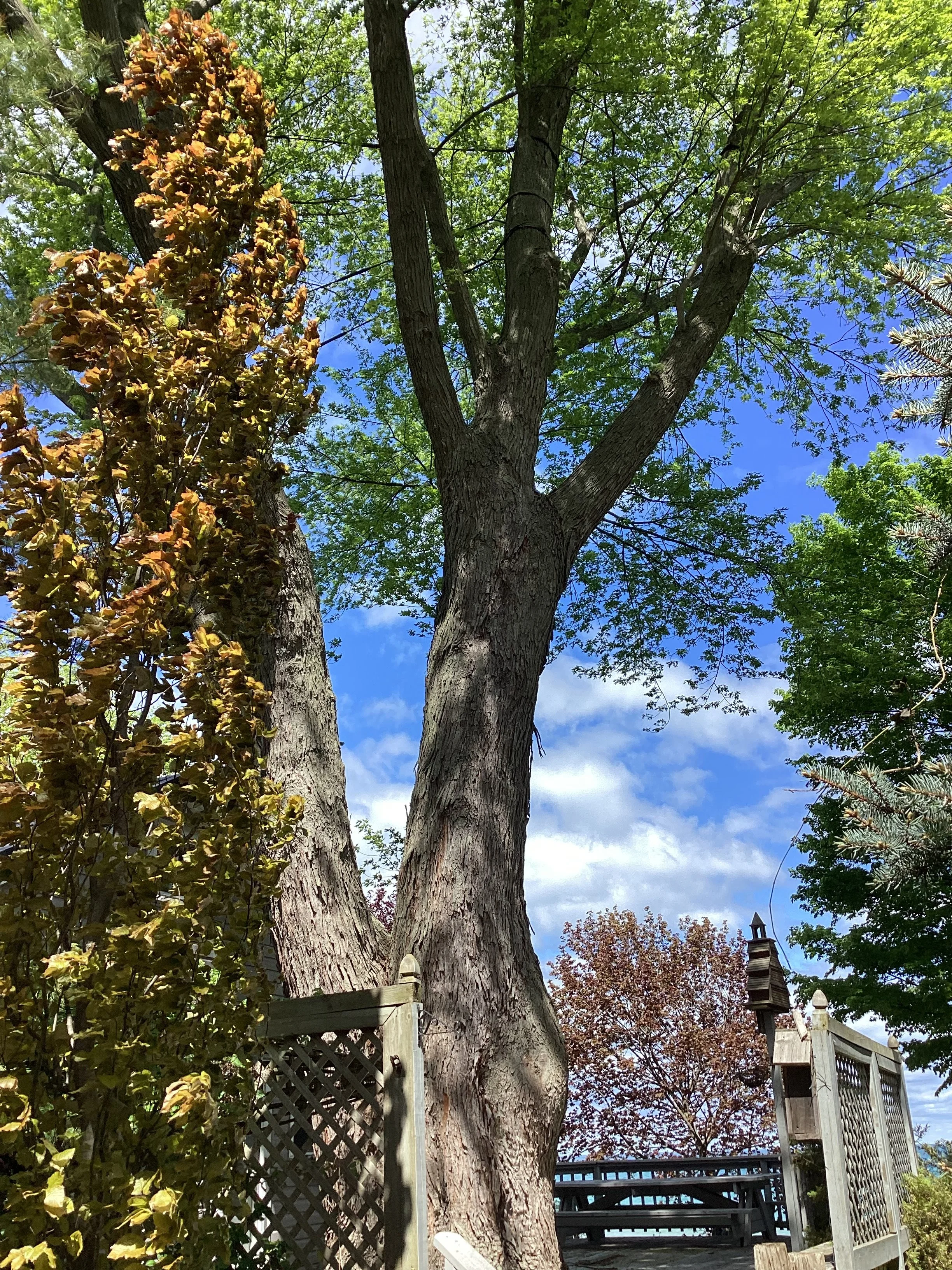 IMG_0017.jpeg