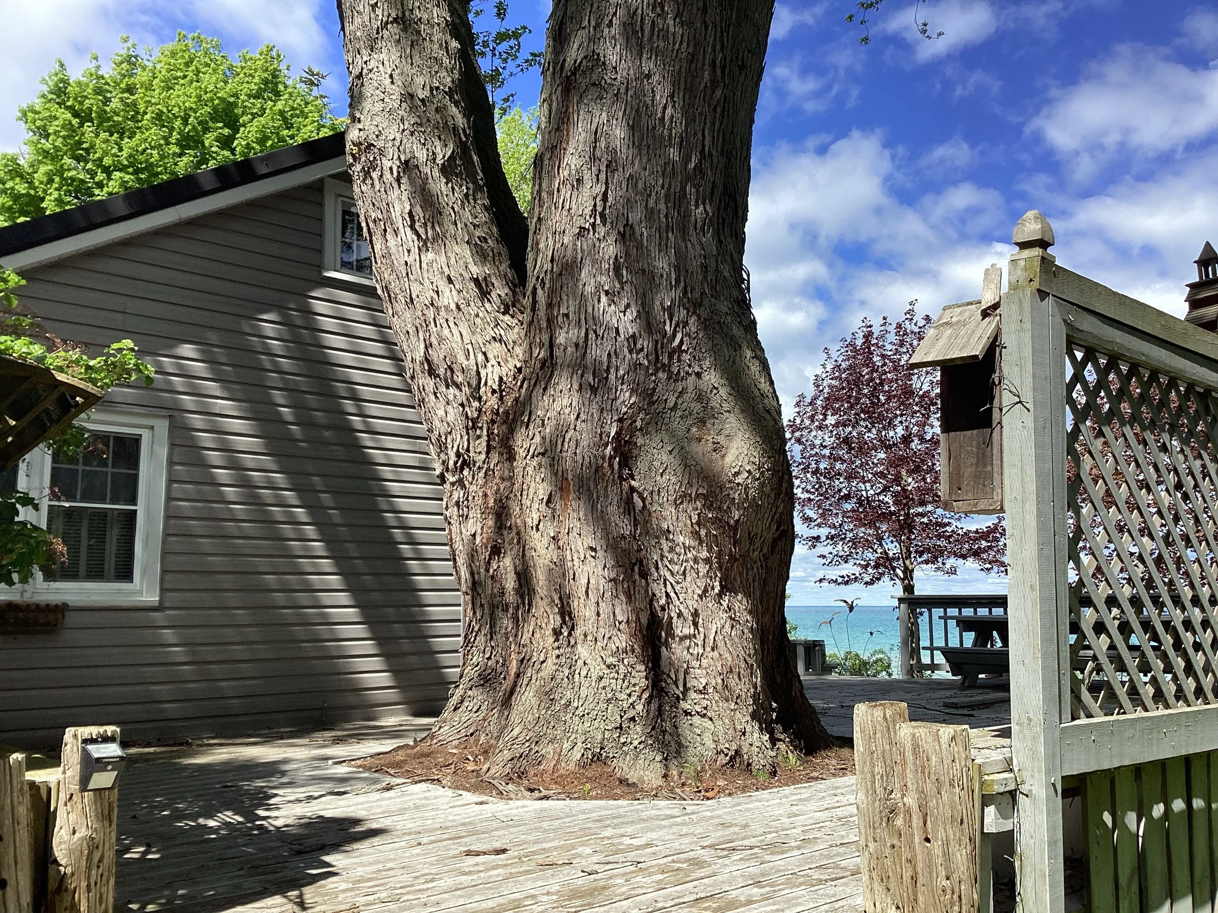 Removed large hazardous tree beside home - no damage