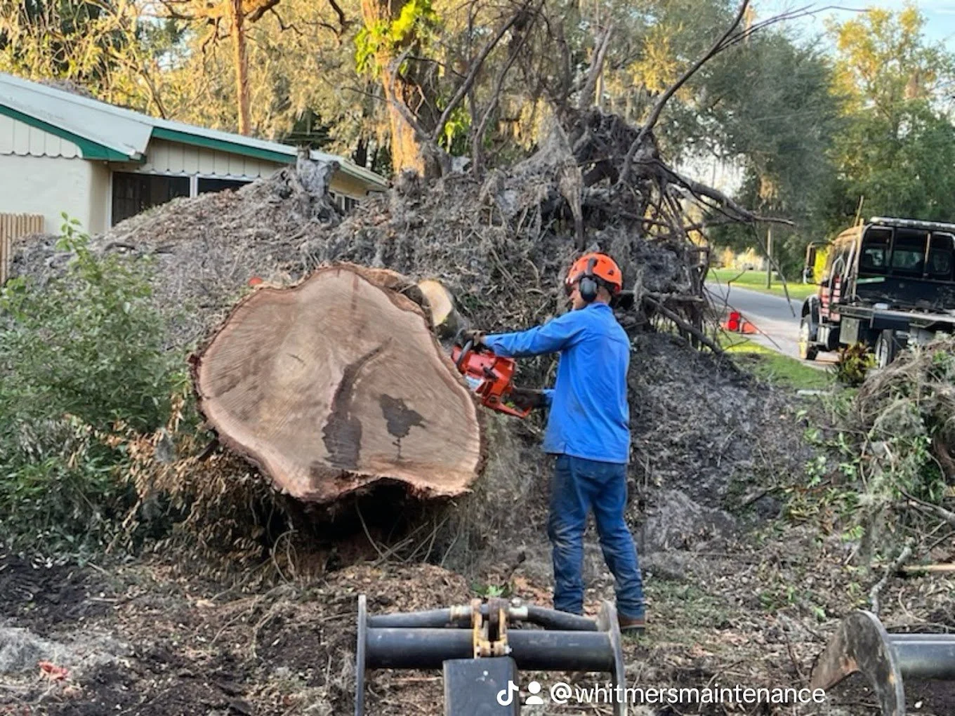 big tree jeremy.jpeg