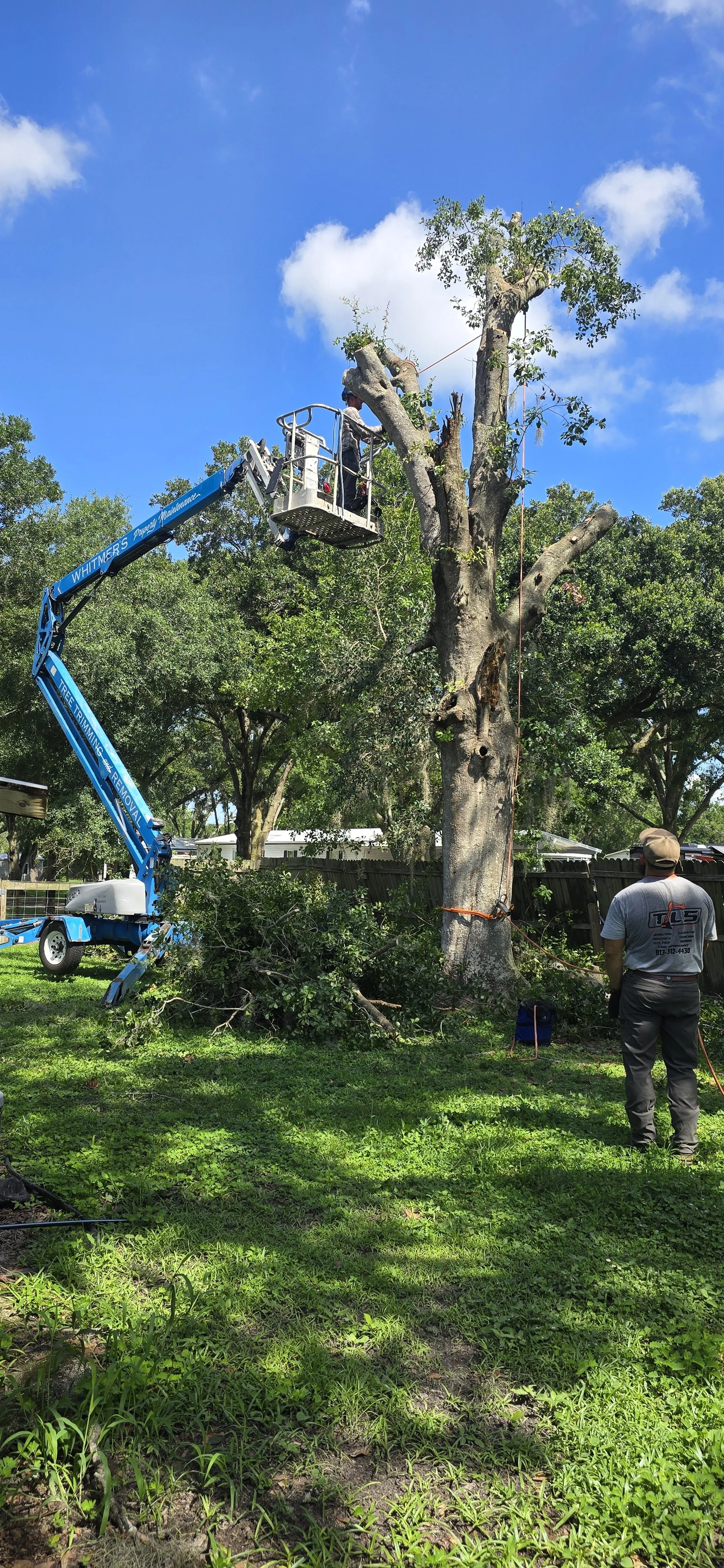 A person in a lift trimming a tall tree in a backyard with green grass and trees, blue sky, and some clouds.