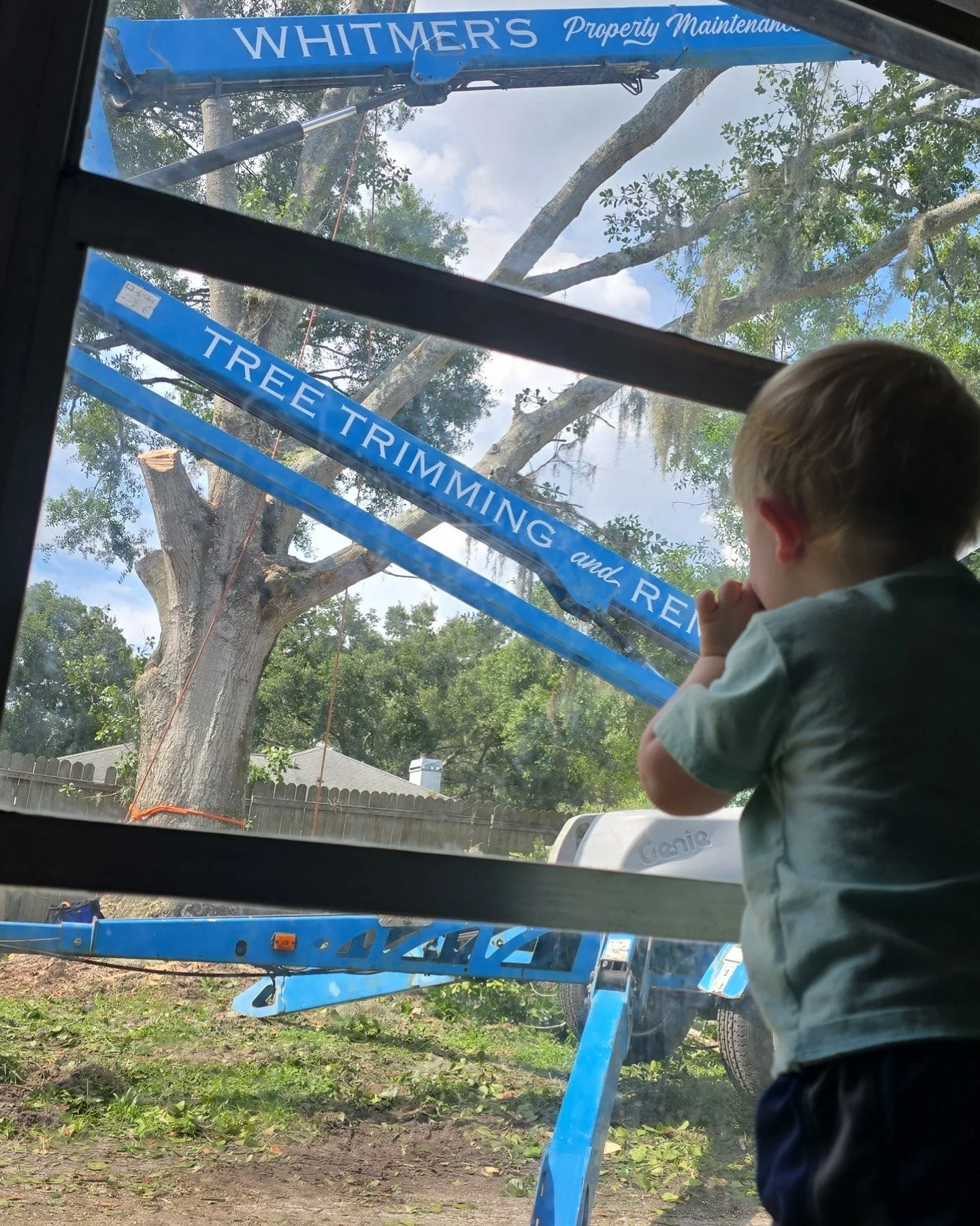 A young boy looking through a window at a large tree being trimmed and removed by tree trimming and removal service. The view is framed by a blue lift with the company name Whitmer's Property Maintenance.