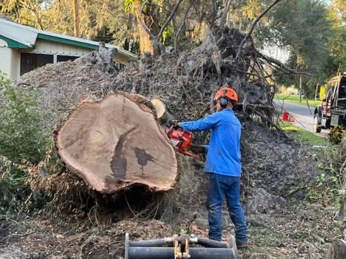 A person wearing safety gear, including a helmet and ear protection, is cutting down a large fallen tree with a chainsaw in a residential area.