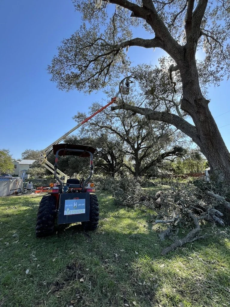 A small orange and black bucket lift vehicle cutting or trimming a large tree branch outdoors on a bright, sunny day.