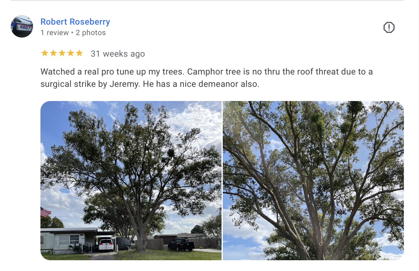 Side-by-side images of a large camphor tree in a residential yard, with a house, cars, and American flag visible in the first image, and the tree's branches reaching into the sky in the second image.