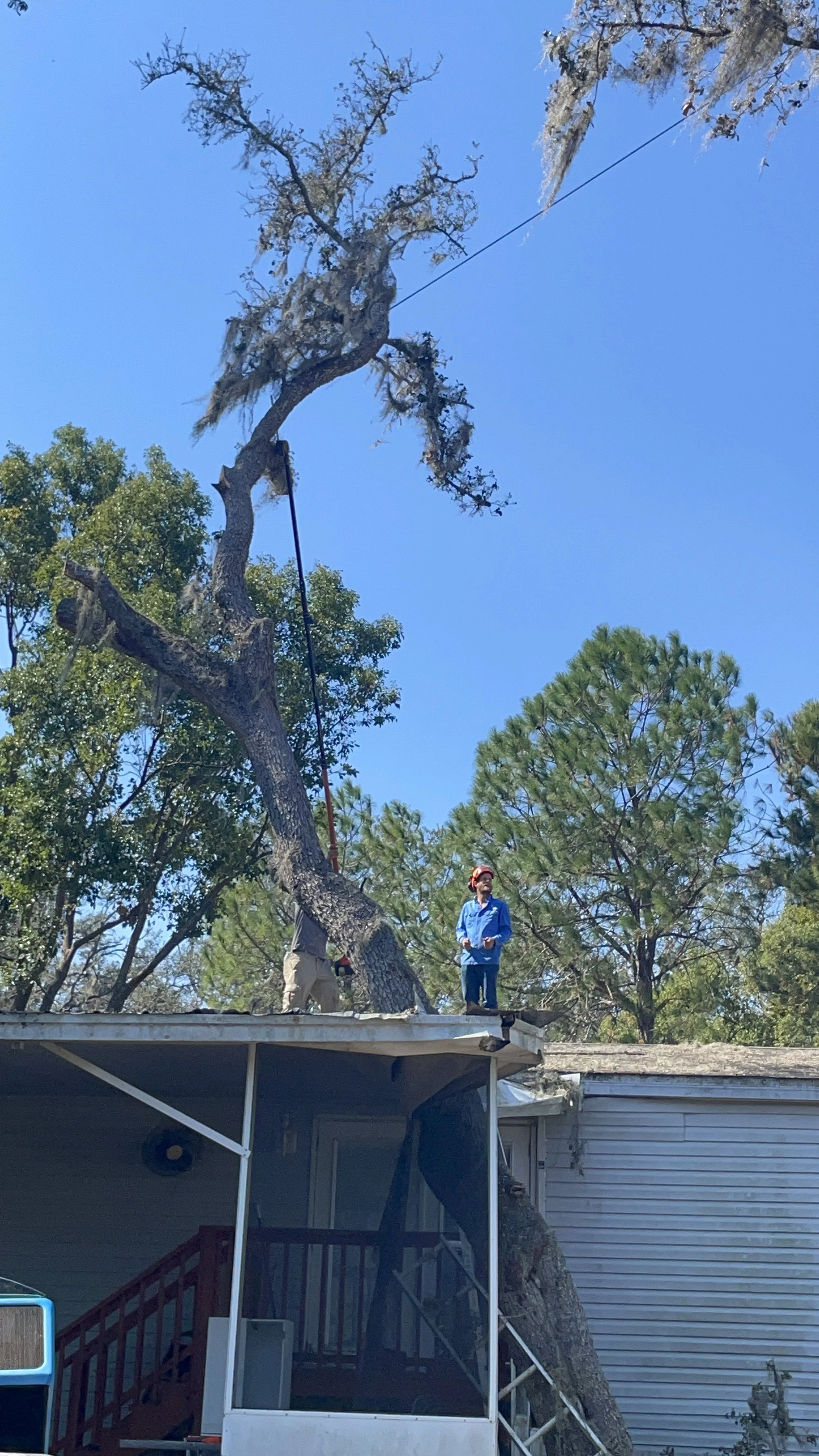 Tree trimming or removal with workers on a house roof, using safety gear and equipment.