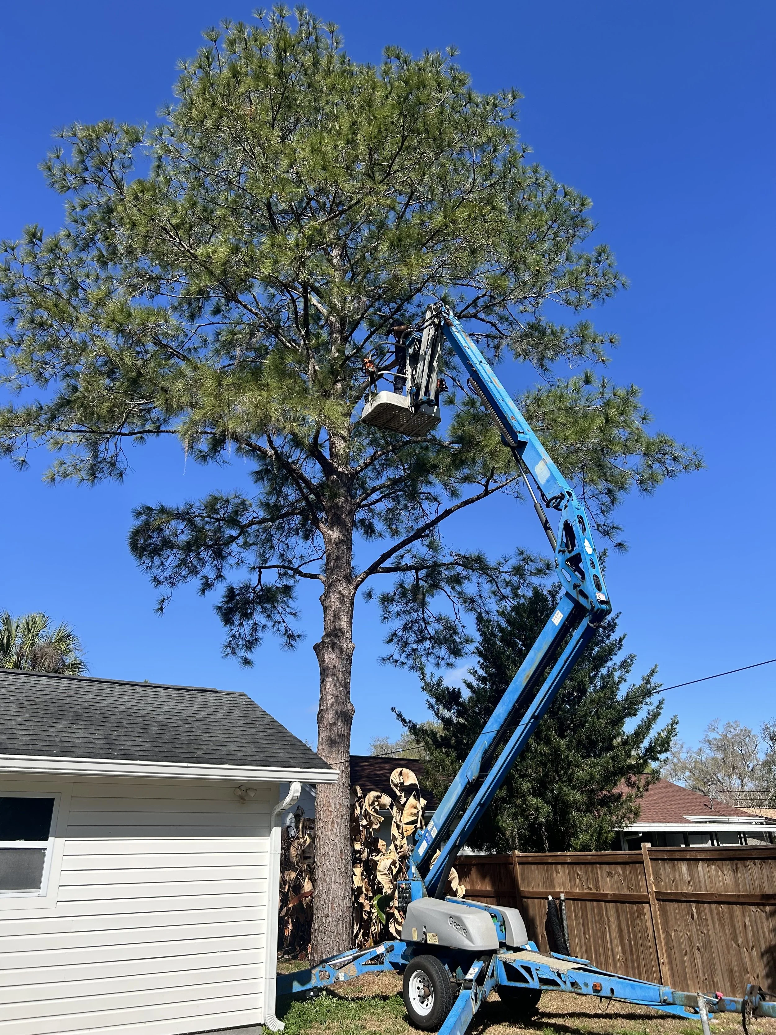 A cherry picker lifting a worker trimming a large tree in a backyard with fallen branches on the grass.