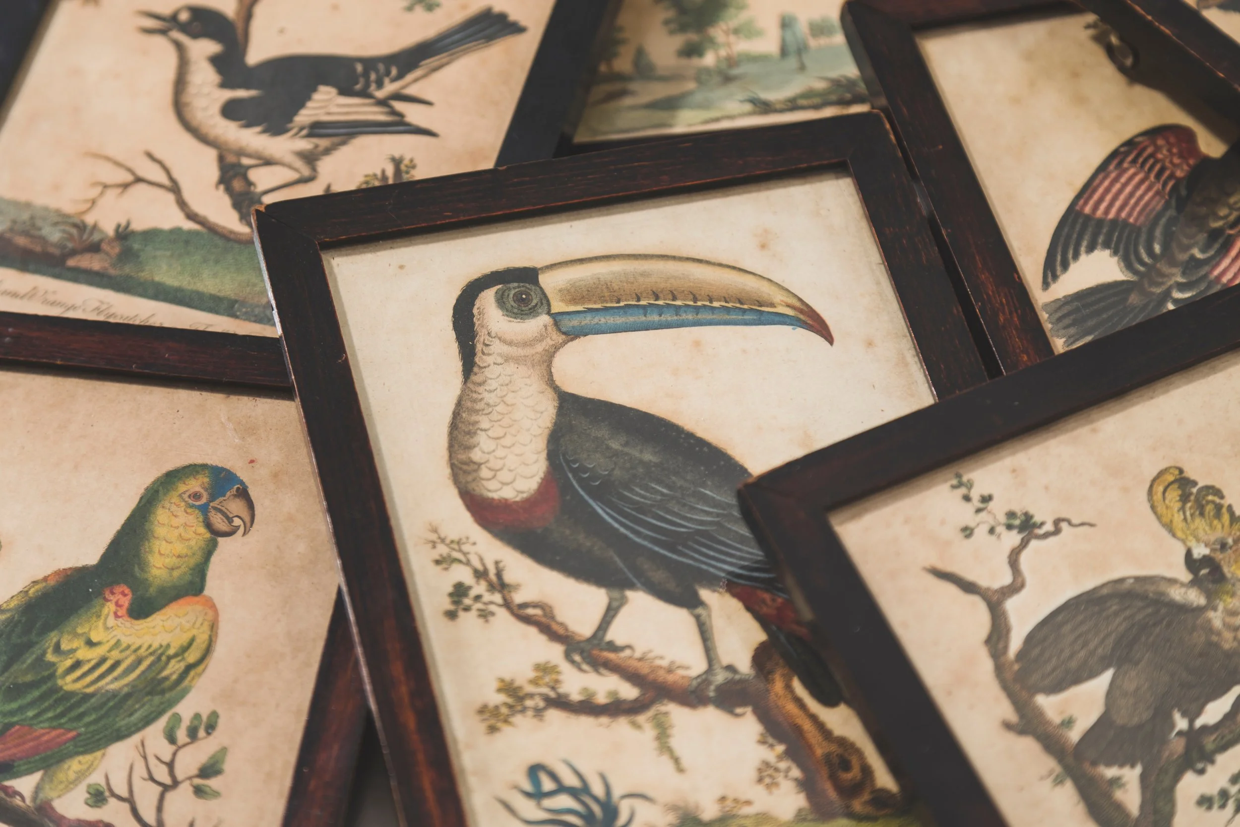 NO NUMBER Bird Prints 06-12-18 2 HR.jpg
