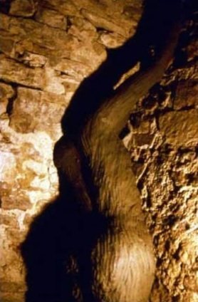 3.Close-up+.jpg
