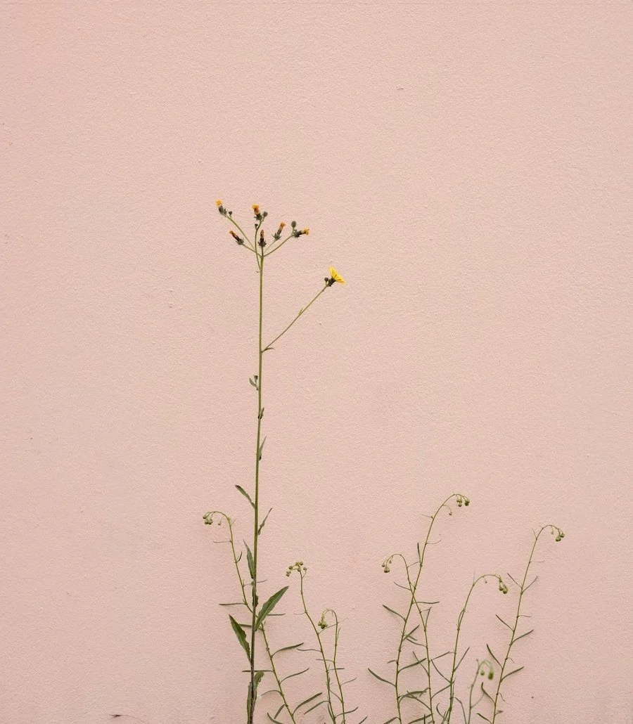 flower in front of a pink background