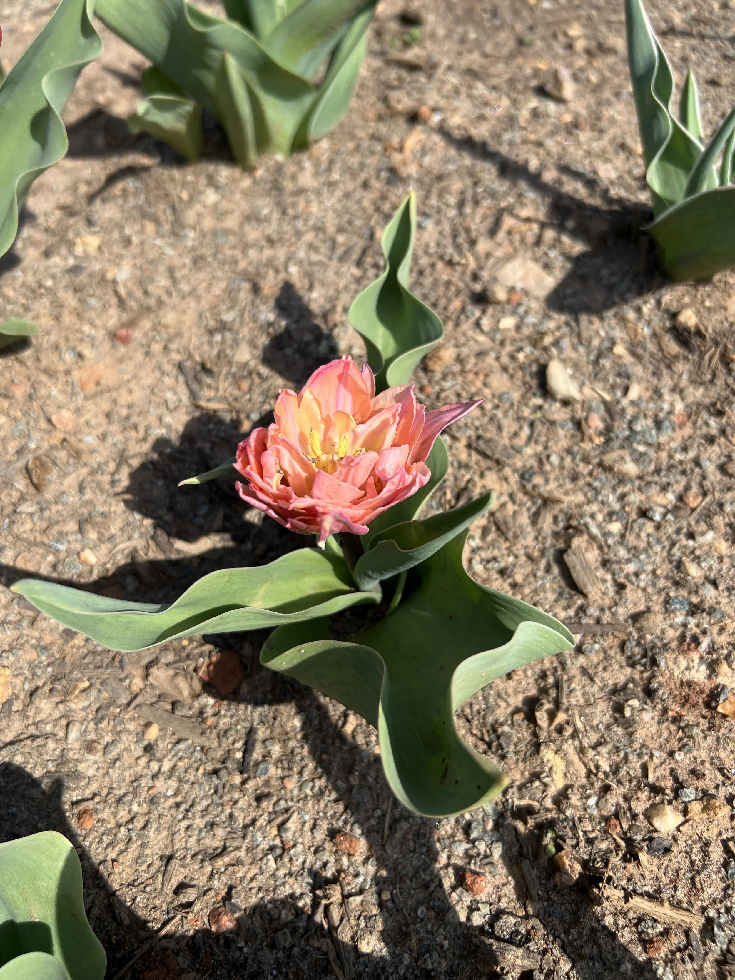Pink and peach tulip flower blooming in sandy soil with green leaves.