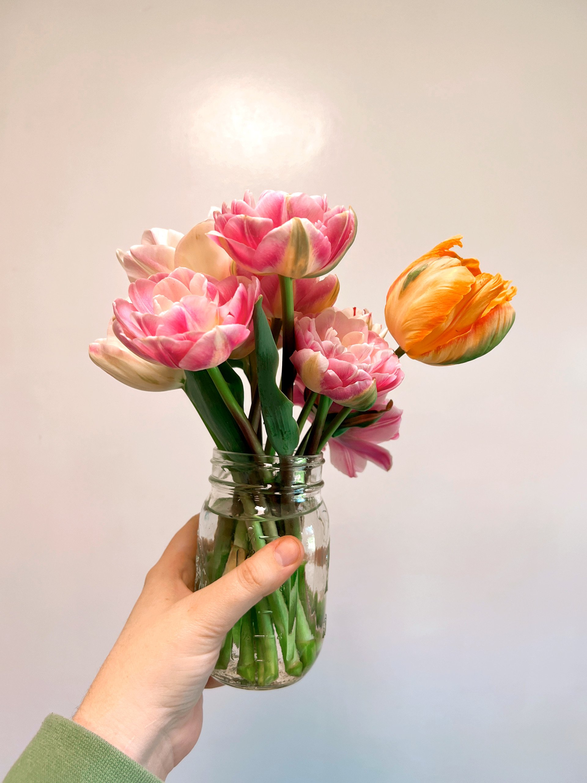 Person holding a glass jar with pink and orange tulips against a plain wall.