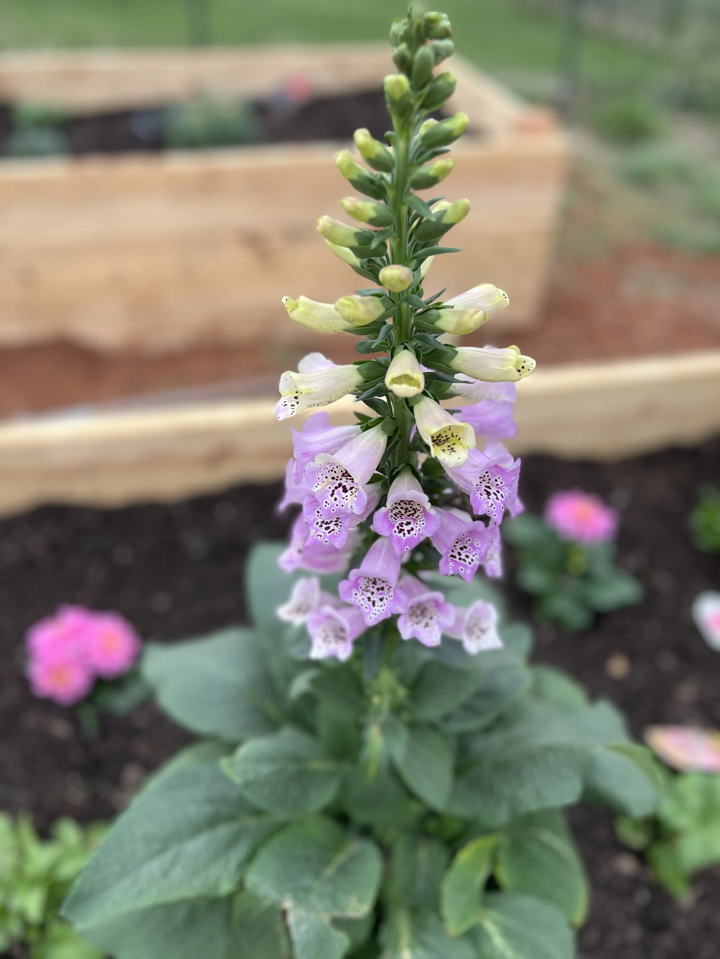 A tall flower with light purple and pale yellow tubular blooms growing on a green stalk, in a garden bed with dark soil and a wooden raised bed in the background.