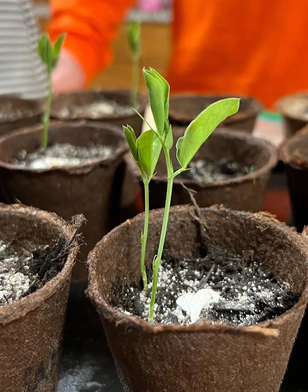A small green plant sprouting in a brown pot with soil, surrounded by other similar pots with plants, and a person wearing an orange shirt in the background.