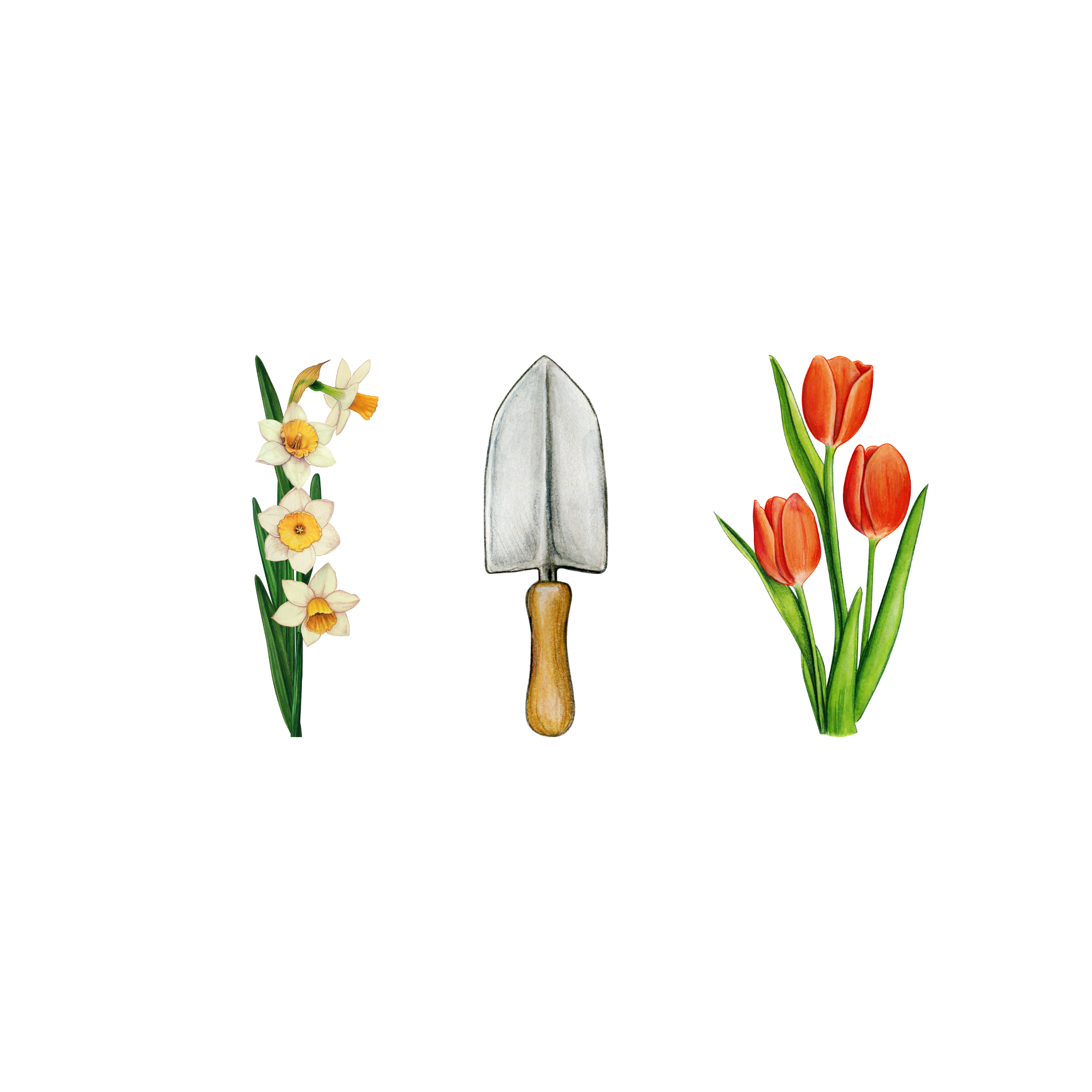 Illustration of gardening tools and flowers, including a garden trowel between daffodils on the left and tulips on the right.