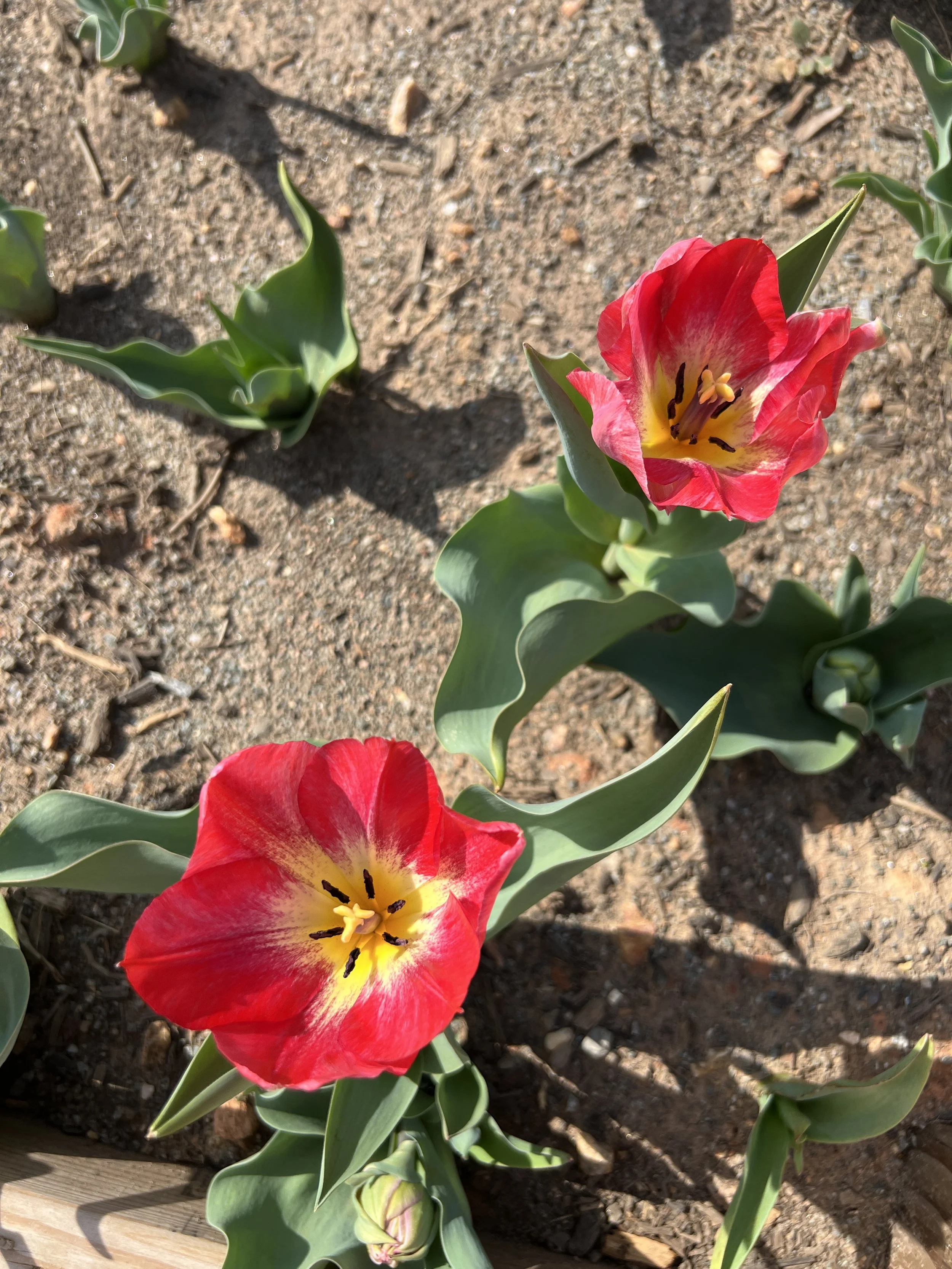Red and yellow tulips blooming in a garden with brown soil and green leaves.