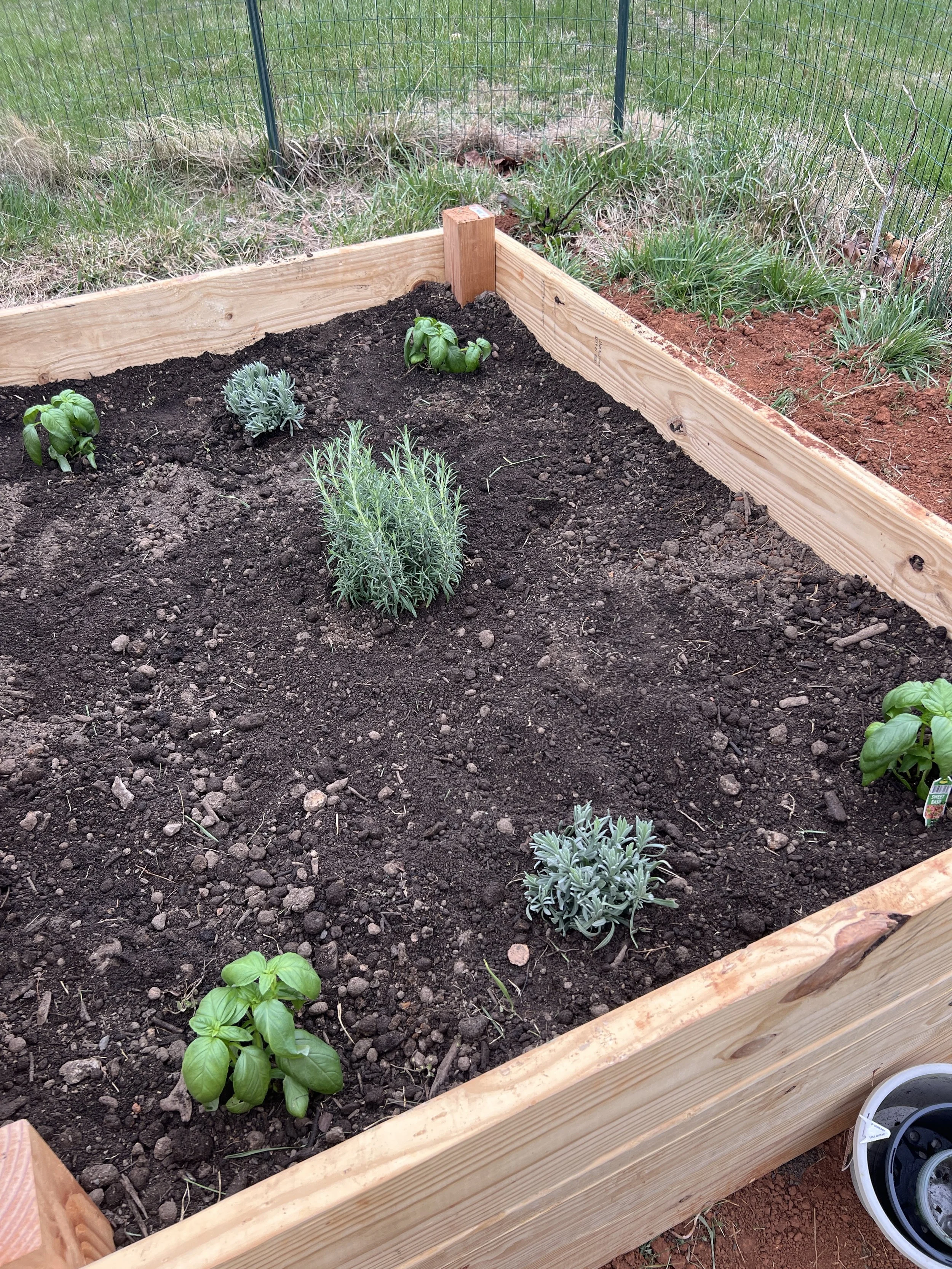 A newly planted garden bed with small herbs and plants, surrounded by a wooden frame and a garden fence in the background.