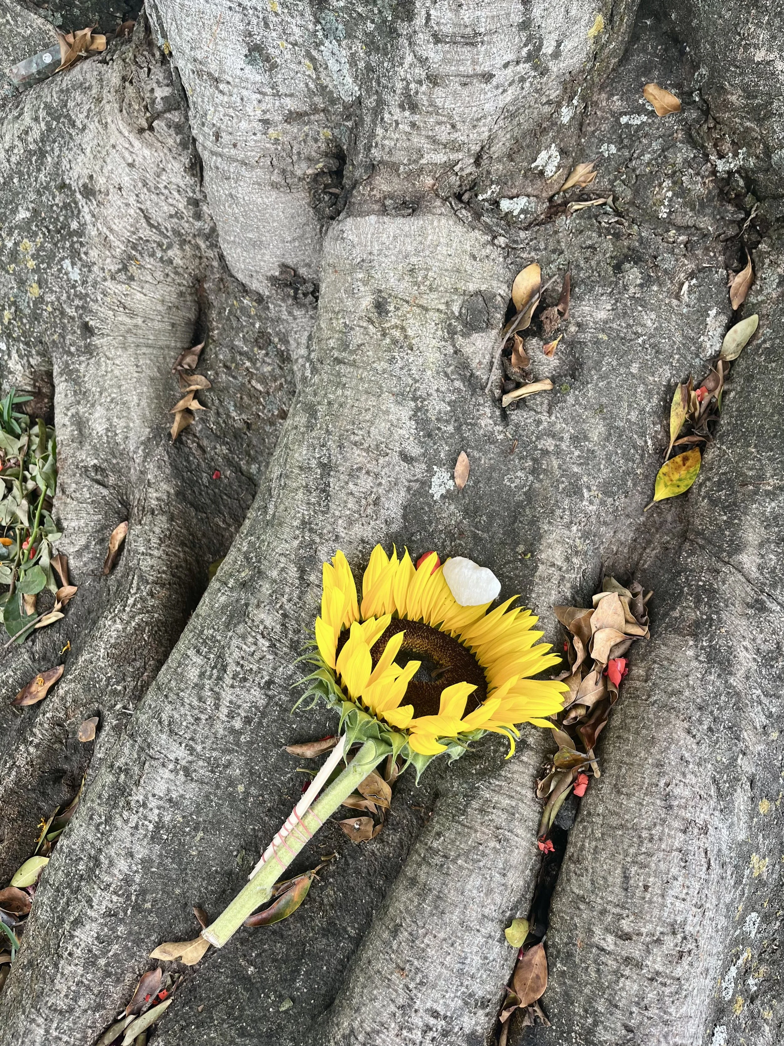 IMG_3739.jpeg
