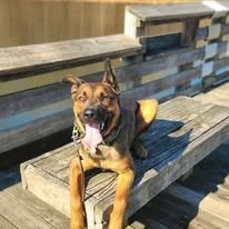 Dog lying on wooden bench outdoors, panting with tongue out.