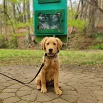 A cute Golden Retriever puppy sitting on a paved path in a park, with a leash attached, and a green sign in the background.
