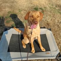 A brown dog sitting on a raised platform outdoors with green grass in the background.