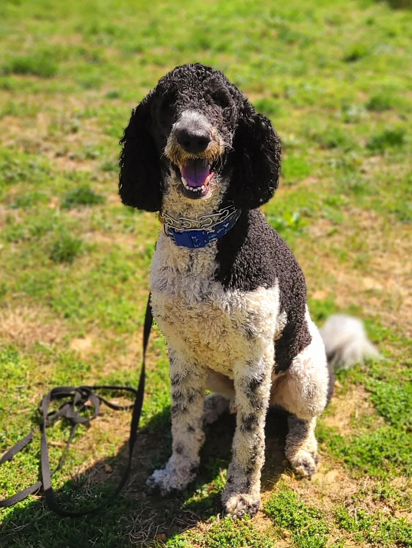 Happy dog graduate from The Prominent Dog Training Academy