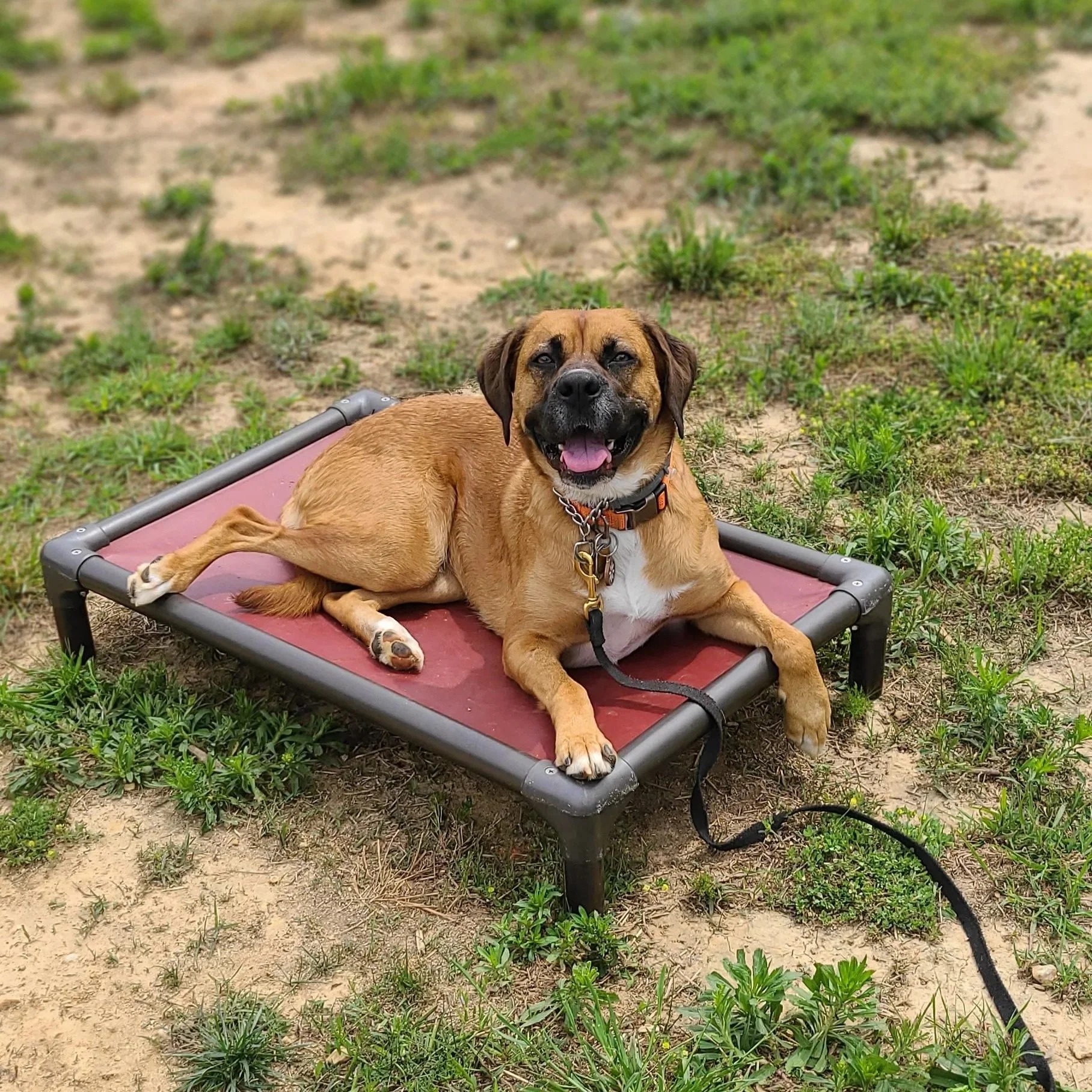 A very good dog graduate from The Prominent Dog Training Academy