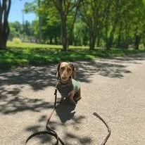 A dog sitting on the pavement in a park with green trees in the background.