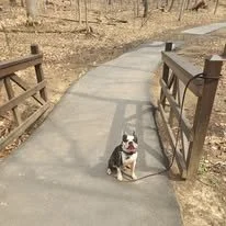 A dog sitting on a concrete pathway in a park with a wooden bridge railing on both sides.
