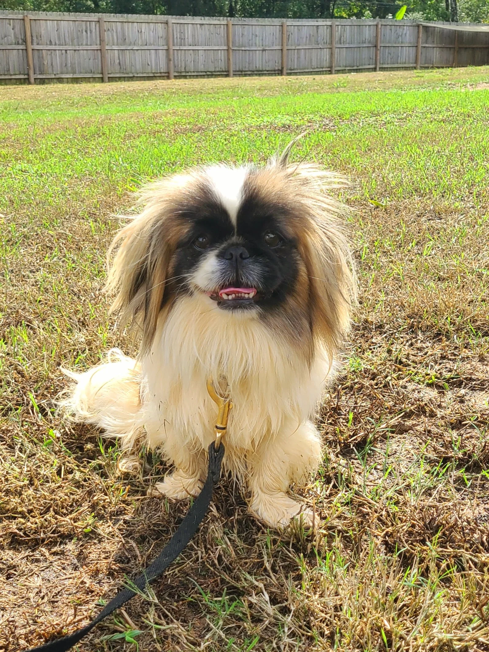 Calm and serene dog graduate from The Prominent Dog Training Academy