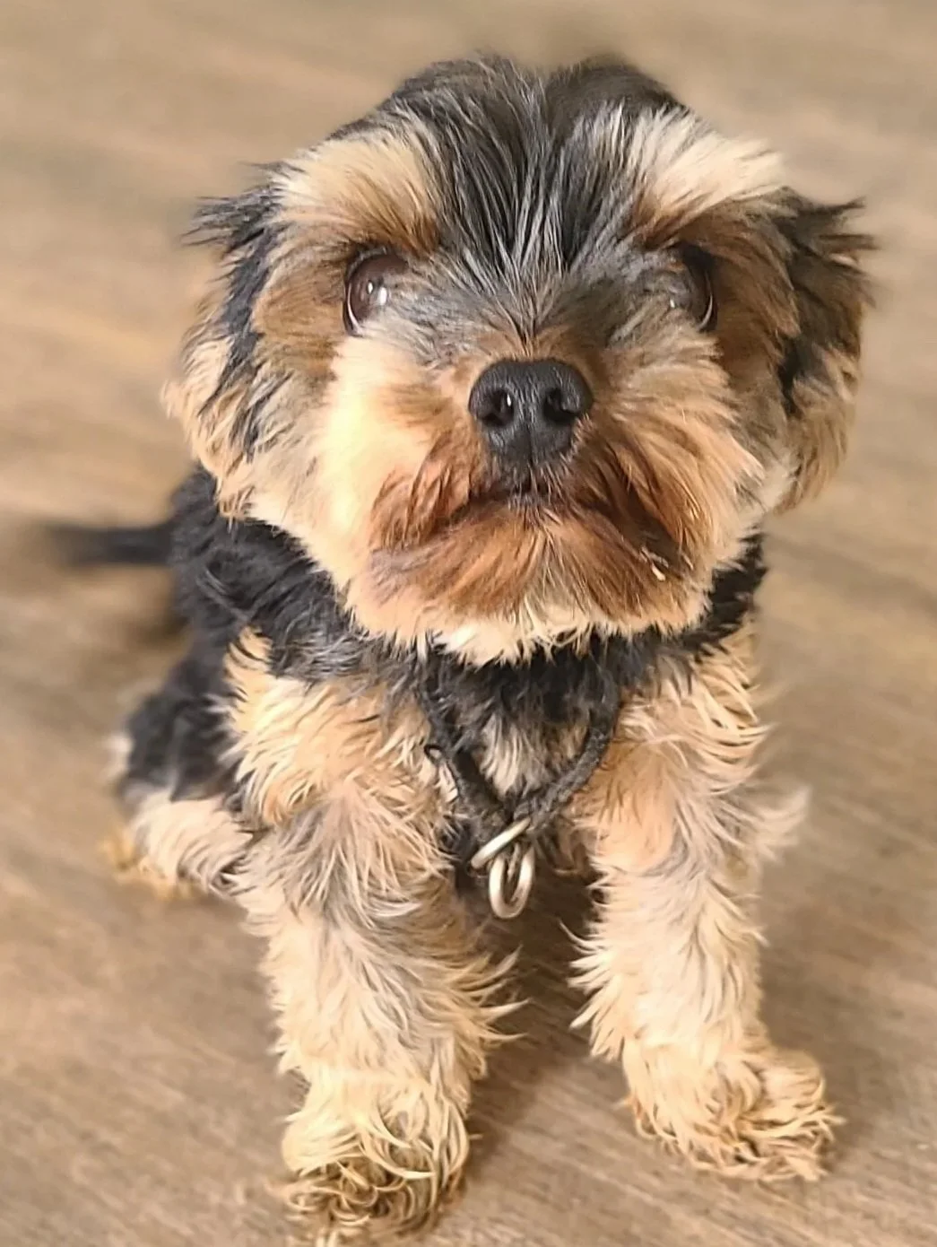 Puppy In Training at The Prominent Dog Training Academy