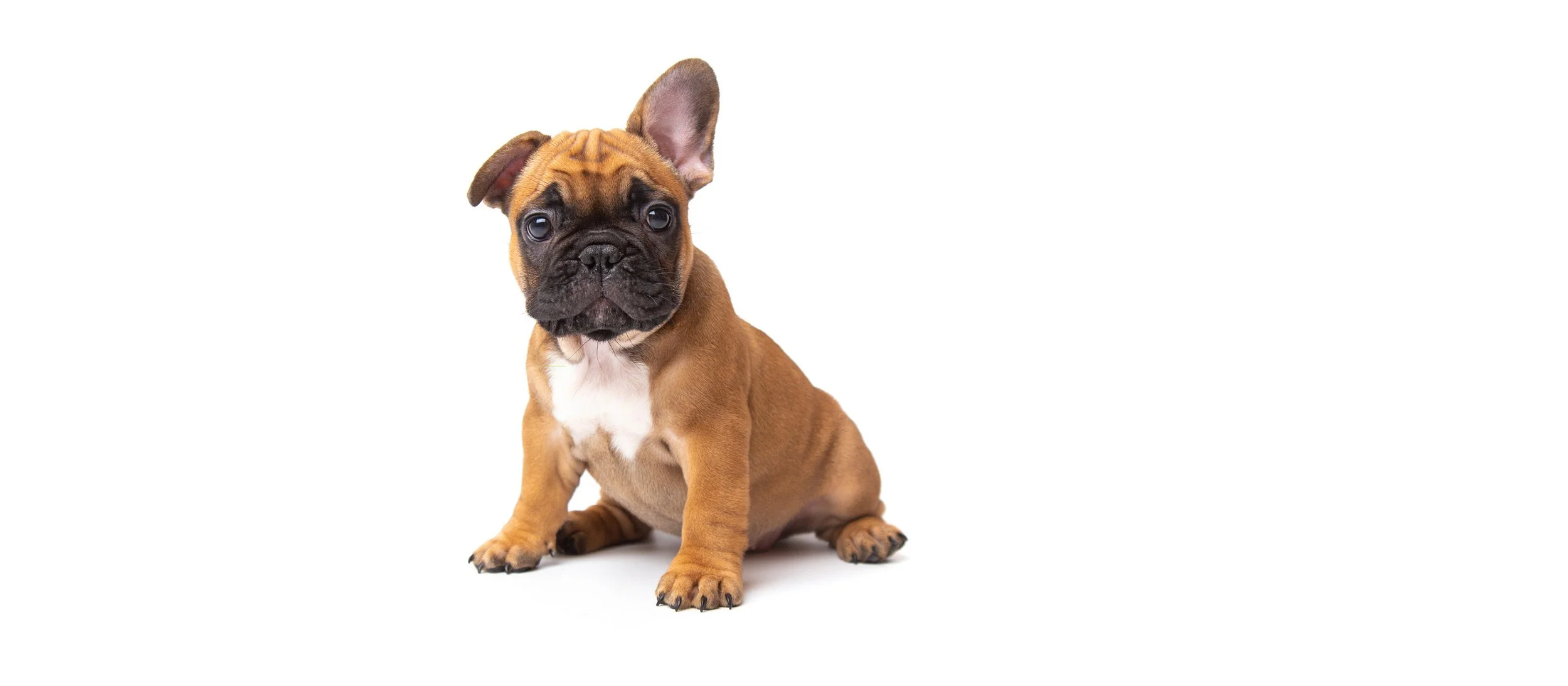 Cute brown French Bulldog puppy sitting on a white background