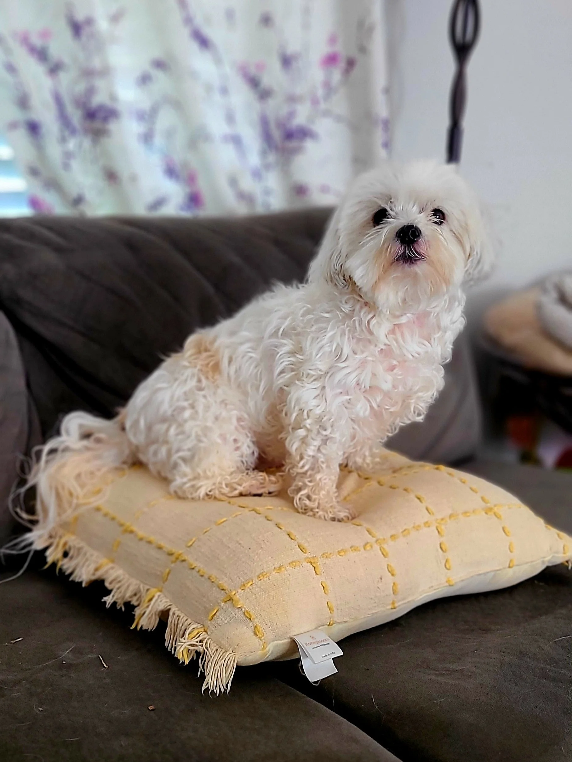 Elegant dog graduate from The Prominent Dog Training Academy