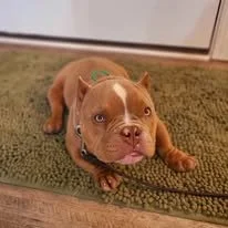 Cute brown and white puppy lying on a doormat near a door.