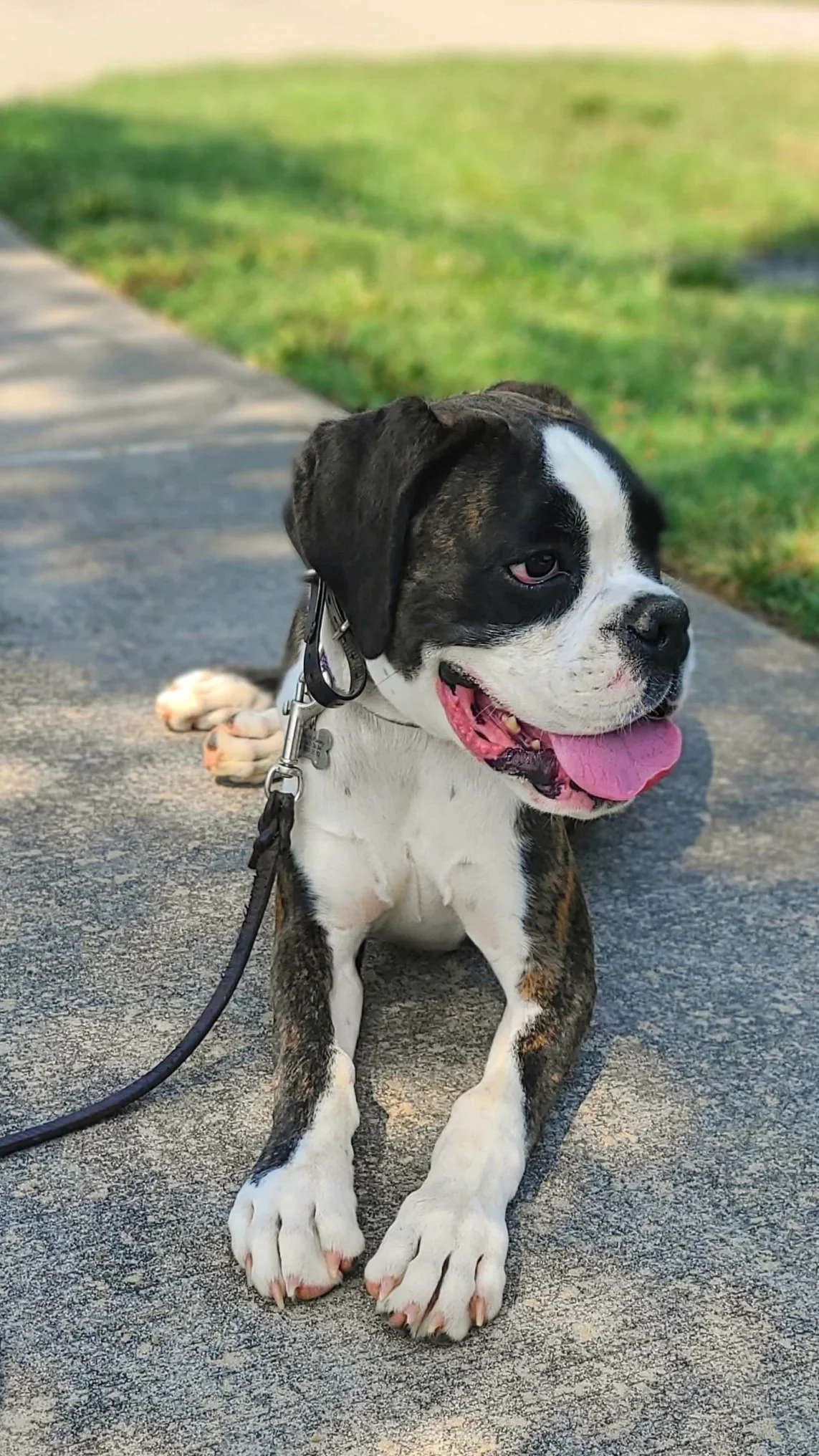 Puppy in training at The Prominent Dog Training Academy