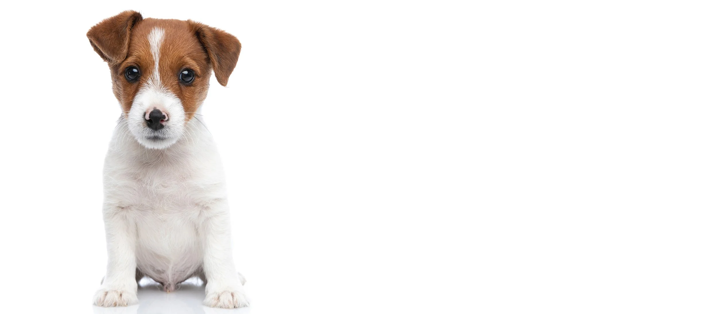 The Prominent Dog Training Academy Puppy Graduate