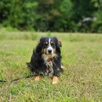 A small black and tan dog sitting outdoors on grass with trees in the background.