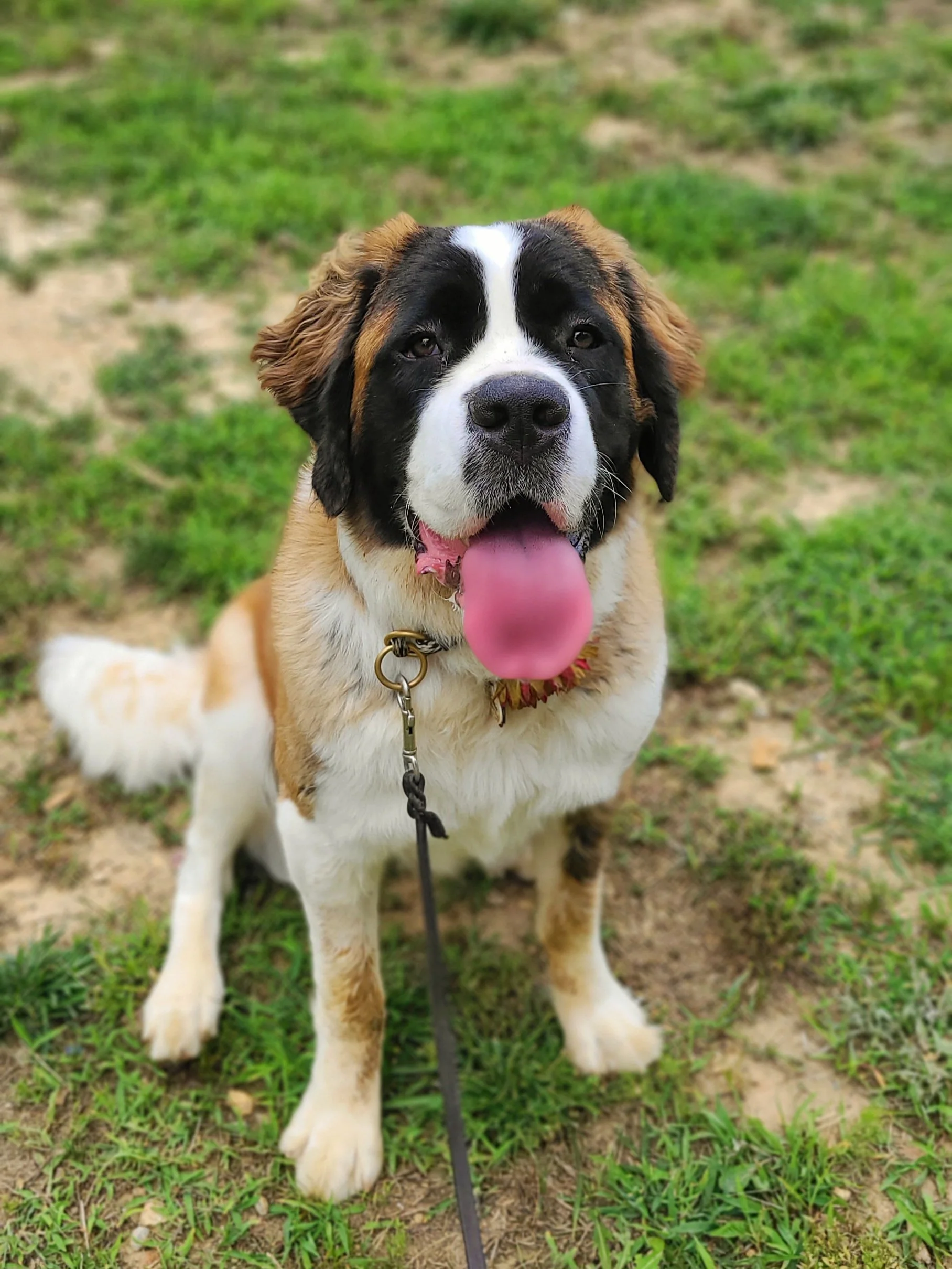 Well-trained happy dog graduate from The Prominent Dog Training Academy