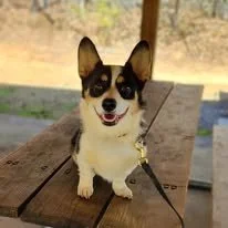 Small dog, possibly a Corgi mix, sitting on a wooden surface outdoors with a leash attached, looking at the camera.
