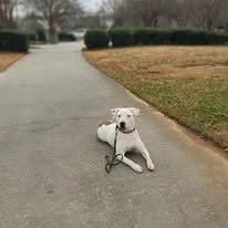 A dog lying on a paved sidewalk with a leash, surrounded by grass and bushes.