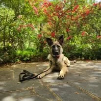 A dog lying on a stone pathway surrounded by green foliage and pink flowers.