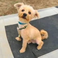 Small tan dog with a blue collar sitting on a surface outdoors.