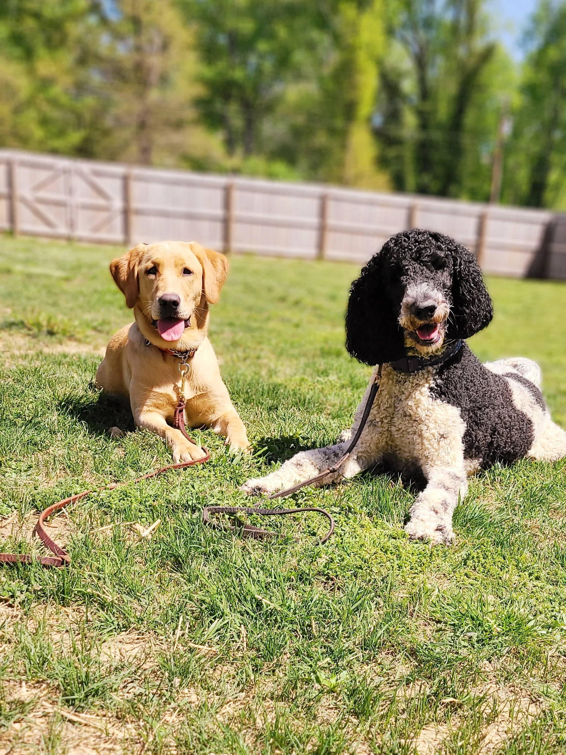 Two calm dog graduates from The Prominent Dog Training Academy
