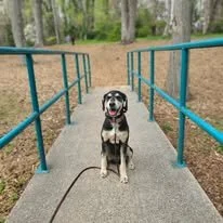 A black and white dog sitting on a concrete bridge with blue railings in a park.