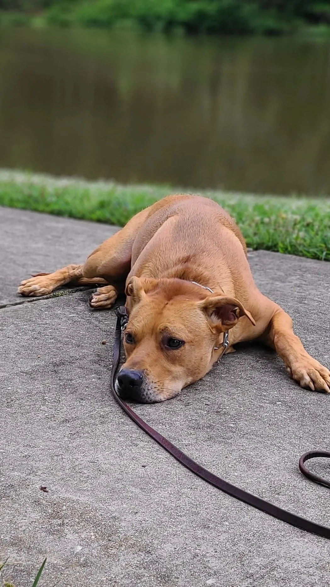 Tuckered out happy participant in The Prominent Dog Training Academy