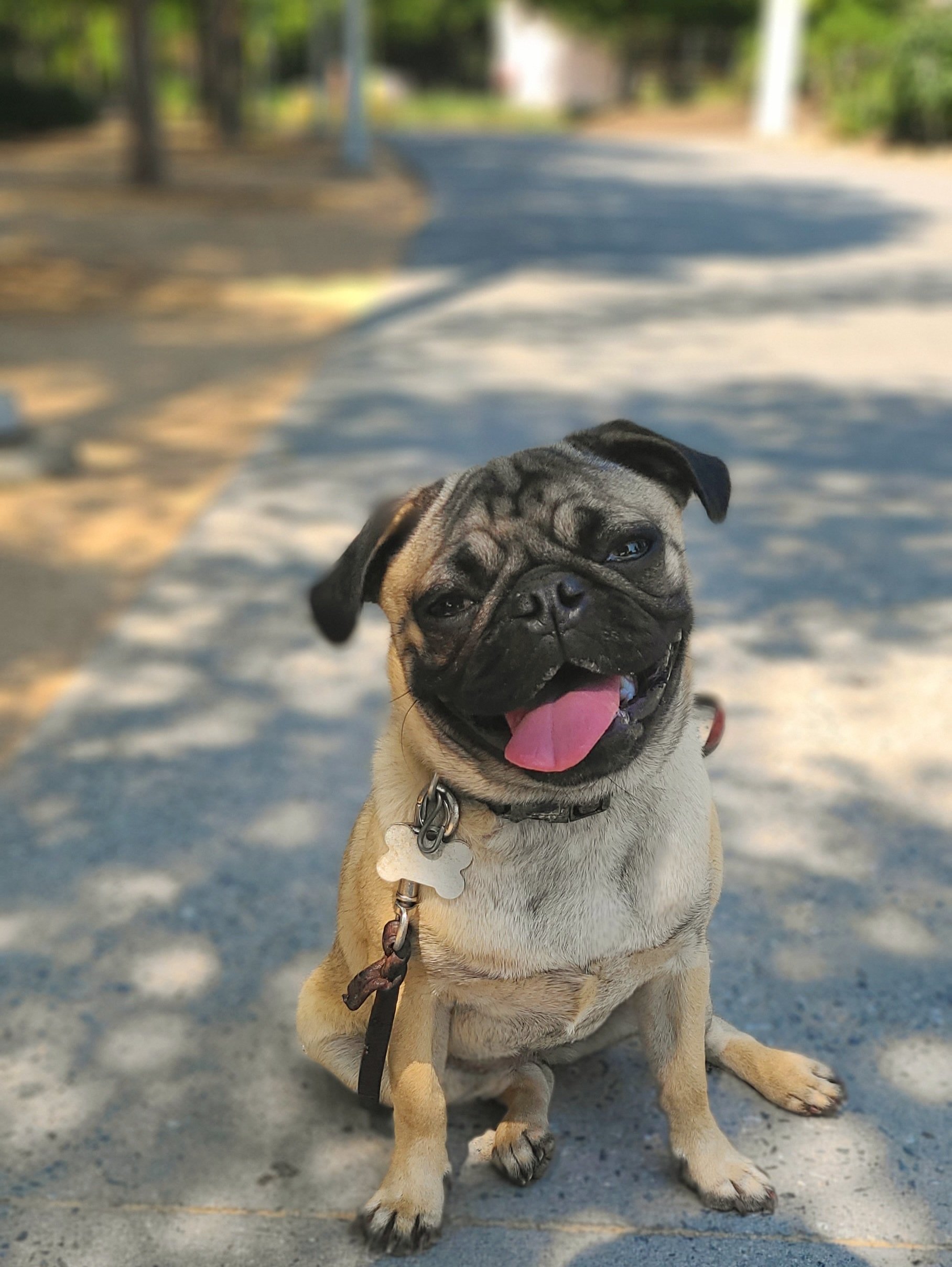 Sweet Pug graduate from The Prominent Dog Training Academy
