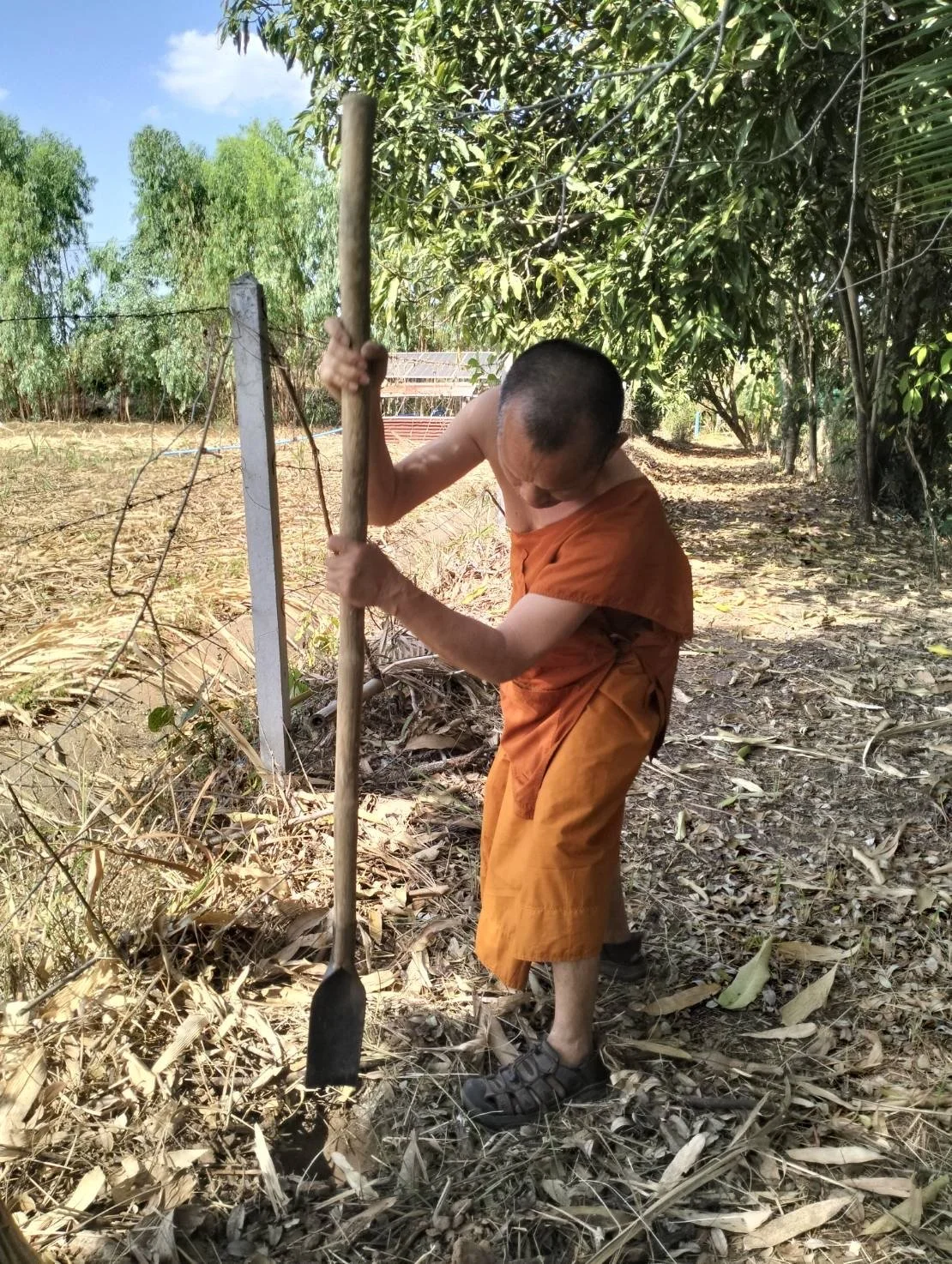 A Buddhist monk digging in the ground with a shovel in a rural outdoor setting surrounded by trees and dry leaves.