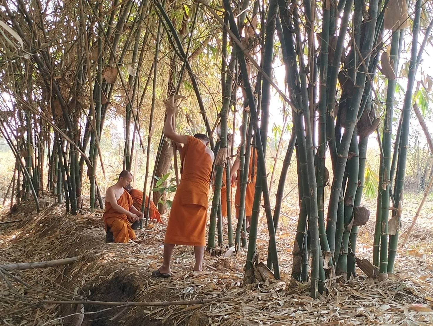 Two monks in orange robes working in bamboo forest, one squatting and tying bamboo stalks, the other standing and holding a bamboo stalk.