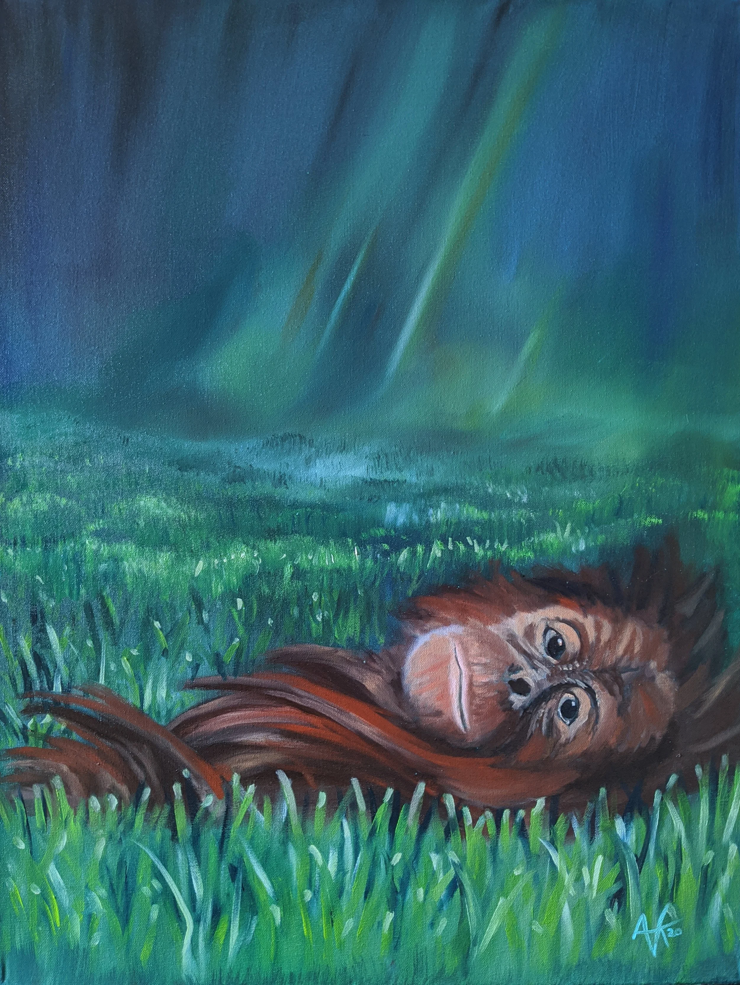 Orangutan